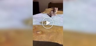 Cat owner entertains his pet with a projector