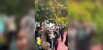 Работники сафари-парка несут коал на фотосессию