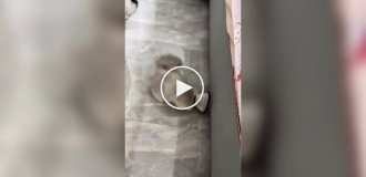 Котик и ветеринарный воротник