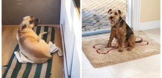 22 Dogs Who Froze on a Mat, Waiting for Their Owner, and Radiate Impatience (23 photos)