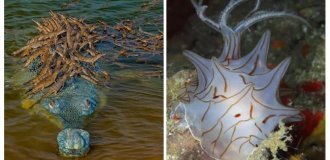 12 невероятных созданий, которых можно смело назвать живыми чудесами (13 фото)