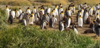 A Kindergarten Teacher Accidentally Became the Guardian of a Colony of 200 Penguins (3 photos)