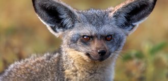 Самый зубастый зверь в мире. 5 интересных фактов про большеухую лисицу (10 фото)