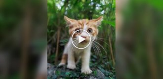Профессиональный кошачий фотограф за работой