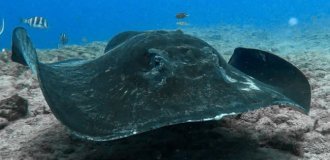 Black electric ray: attacks with a powerful electric shock that burns out life within a radius of a couple of meters (10 photos)