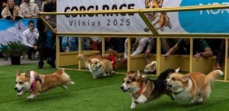 Міжнародні перегони корги пройшли у Литві (5 фото + відео)