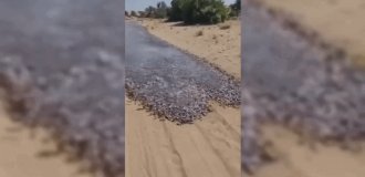 Миллионы рыб образовали реку в голой пустыне (5 фото + 1 видео)