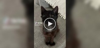 Кошка Марти с уникальной внешностью