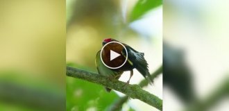 Птицы, которые используют свои крылья как музыкальный инструмент