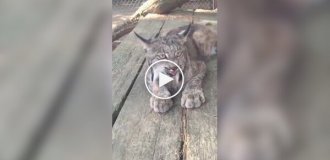 A menacing lynx meow