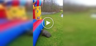 Черепаха уничтожила надувной замок за считанные секунды