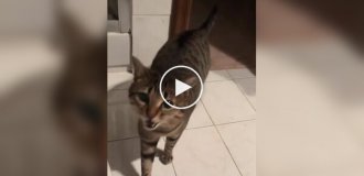 A cat starts singing when called by name
