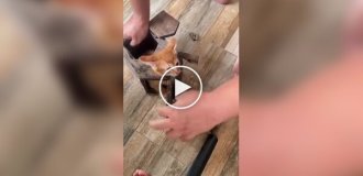 Вызволение котенка из скворечного плена