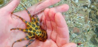 Синекольчатый осьминог: его яда хватит на 30 человек! (7 фото)