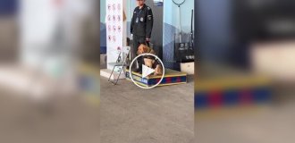 Служебный пес задремал на работе
