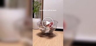 Упорный, но не слишком сообразительный кот