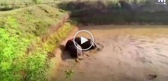 Спасатели с экскаватором вызволили слонов из водоема