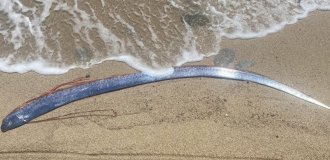 “There will be a cataclysm”: people noticed fish washed ashore, foreshadowing a disaster (4 photos)
