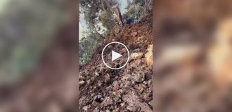 The dog rode in a landslide and remained unharmed