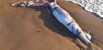 There are only 21 of them in the world: 10-meter giant squid washed up on Spanish beach (2 photos + 1 video)