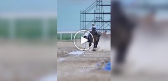 Подъем хадака на скаку — зрелищный элемент монгольской джигитовки