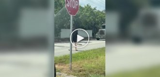 A man helped a duck lead her chicks across the road.