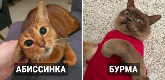 9 breeds of cats that are the smartest (10 photos)