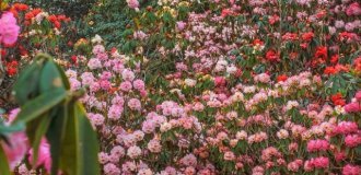 Цветочное море Гуйчжоу (7 фото + видео)