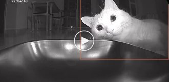 Автокормушка сломала кота