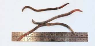 Worms that eat wood: a new environmental problem in the US (2 photos + 1 video)