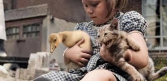 A collection of funny and amusing photos of cats that will lift your spirits (21 photos)