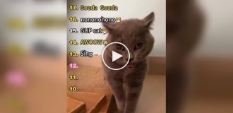 Разнообразие кошачьих звуков