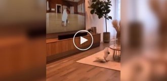 Папуга вчиться брейк-дансу