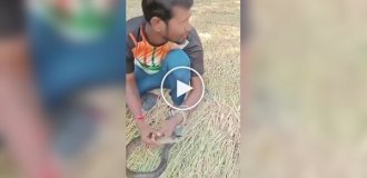 Индиец реанимировал змею, которую ударило током