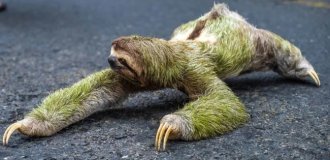 Трёхпалый ленивец: вы удивитесь, как много жизни копошится внутри его шерсти (9 фото)