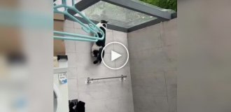 Mission Impossible cat style