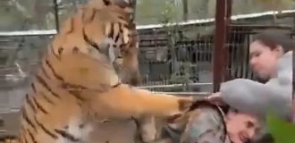 В Мексике тигр вцепился в ветеринара (4 фото + 1 видео)