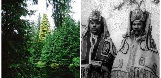 The Legend of the Golden Spruce (6 photos)