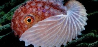 Аргонавт: восьминіг з раковиною, яка ні від чого не захищає (5 фото)