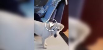 Кошка подумала, что пес обидел котенка