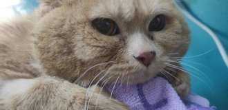 Kroshik the cat weighing 17 kg tried to escape, but got stuck in a shoe rack (4 photos + 1 video)