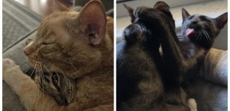 30 фото котиків, які обіймаються, після яких вам терміново захочеться когось обійняти (бажано кота) (31 фото)
