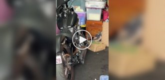 Крупная ядовитая змея забралась на мотоцикл