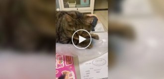 Нелюбимые звуки котов