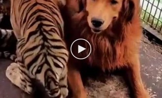 The dog raised the tiger cubs