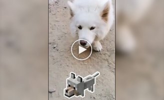 What happens if you cross a Samoyed and a Corgi?