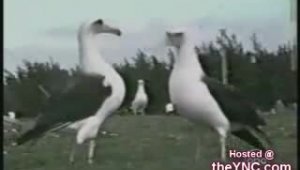 Животные Танцуют :)