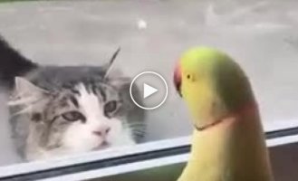 The parrot knows a lot about teasing the cat