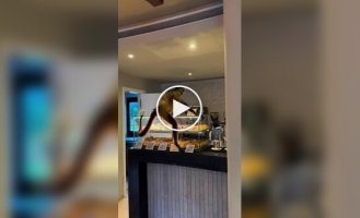 Обезьяна украла пончики