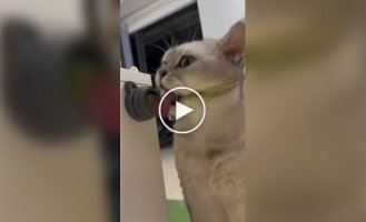 Пушистый фанат Джокера